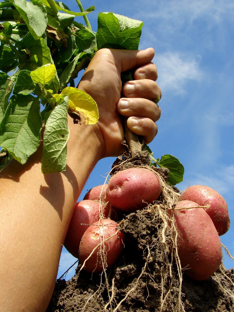 fresh-potatoes