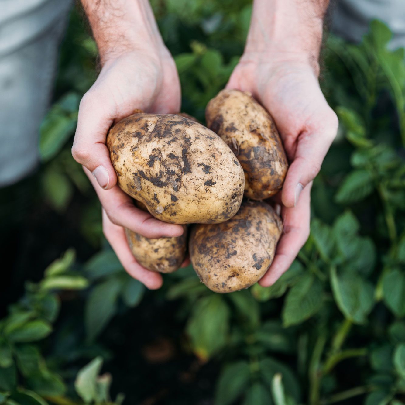Fresh-Potatoes-S